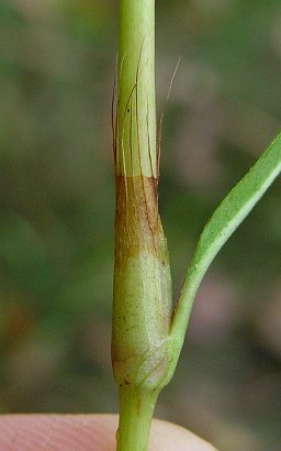 Persicaria_hydropiper_ocrea.jpg