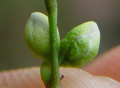 Persicaria_hydropiper_perianth.jpg