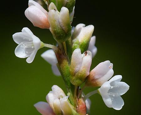 Persicaria_hydropiperoides_flowers1.jpg