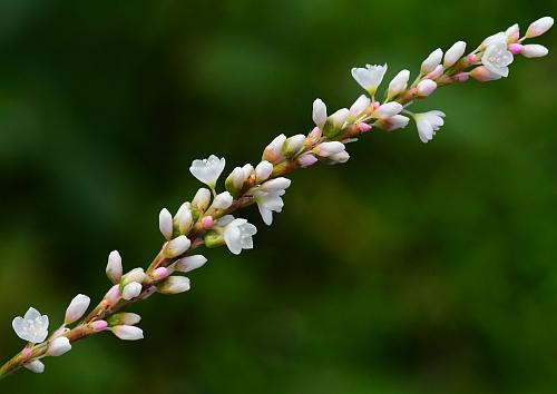 Persicaria_hydropiperoides_inflorescence.jpg