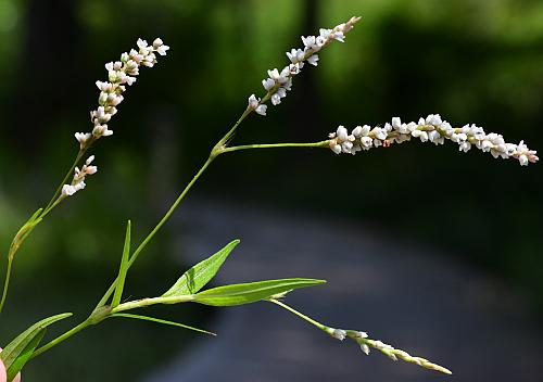 Persicaria_hydropiperoides_inflorescences.jpg