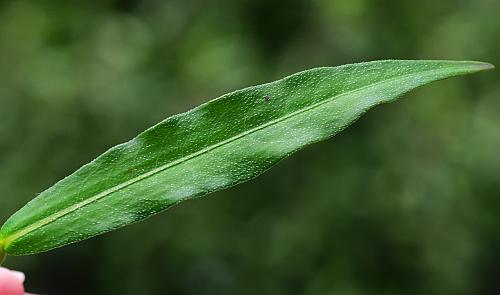 Persicaria_hydropiperoides_leaf1.jpg