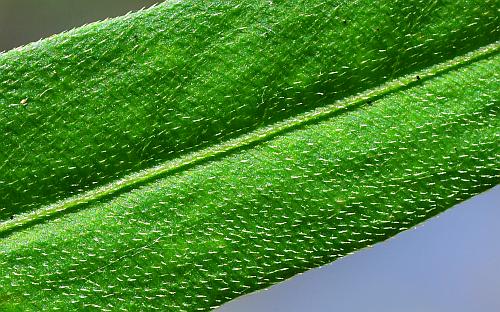Persicaria_hydropiperoides_leaf1a.jpg
