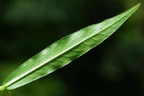 Persicaria_hydropiperoides_leaf2.jpg