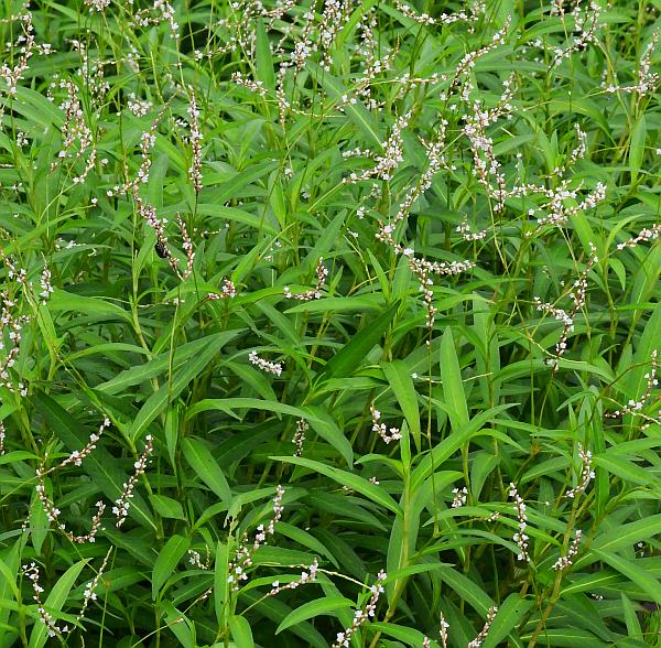 Persicaria_hydropiperoides_plant.jpg