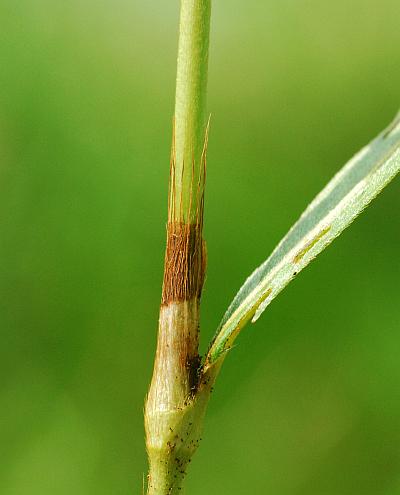 Persicaria_hydropiperoides_stem.jpg