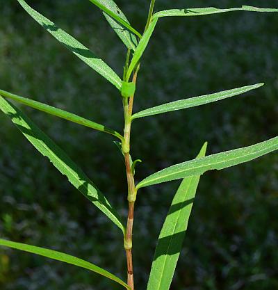 Persicaria_hydropiperoides_stem2.jpg