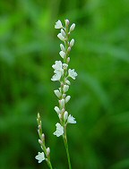 Persicaria hydropiperoides thumbnail