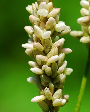 Persicaria_lapathifolia_closed2.jpg