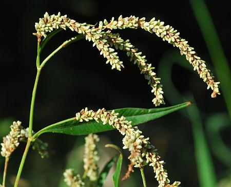 Persicaria_lapathifolia_inflorescence.jpg