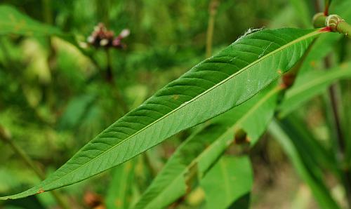 Persicaria_lapathifolia_leaf1.jpg