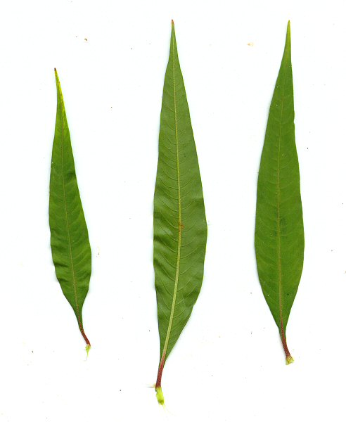 Persicaria_lapathifolia_leaves.jpg