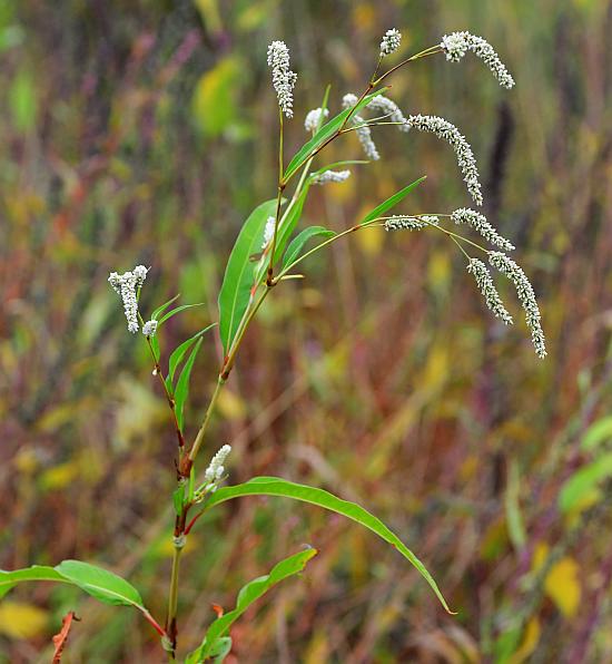 Persicaria_lapathifolia_plant.jpg