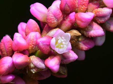 Persicaria_longiseta_flower.jpg