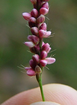 Persicaria_longiseta_flowers.jpg