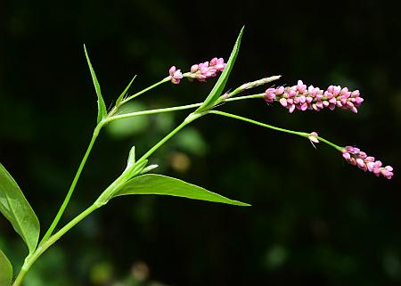 Persicaria_longiseta_inflorescence.jpg