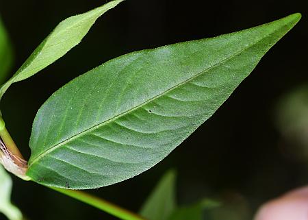 Persicaria_longiseta_leaf1.jpg