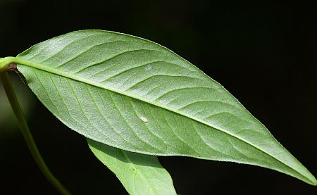 Persicaria_longiseta_leaf2.jpg