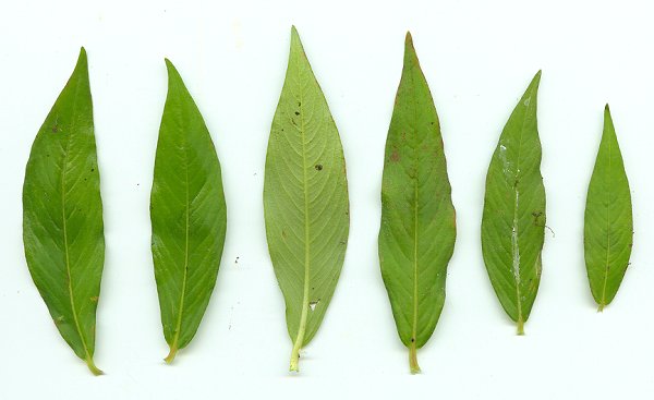 Persicaria_longiseta_leaves.jpg