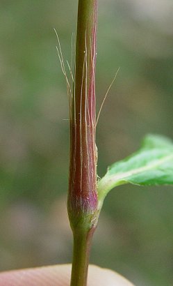 Persicaria_longiseta_ocrea.jpg