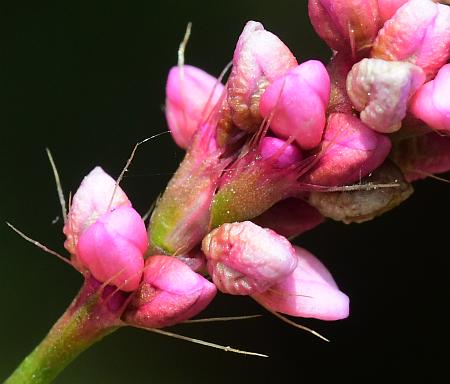 Persicaria_longiseta_ocreolae.jpg