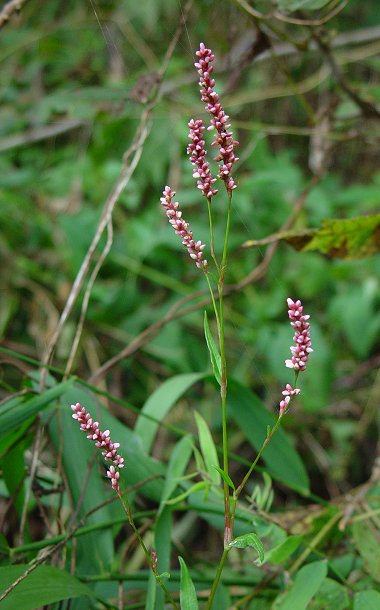 Persicaria_longiseta_plant.jpg