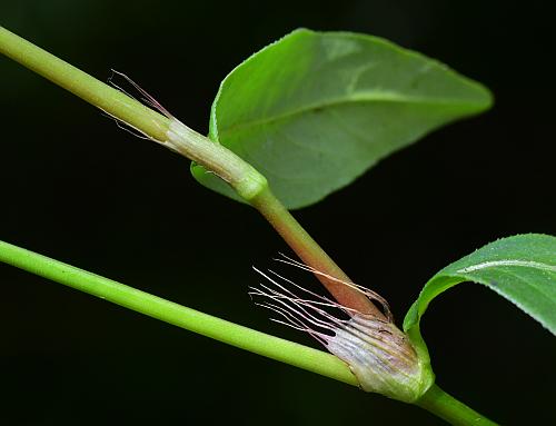 Persicaria_longiseta_stem.jpg