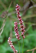 Persicaria longiseta thumbnail