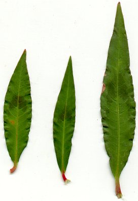 Persicaria_maculosa_leaves.jpg