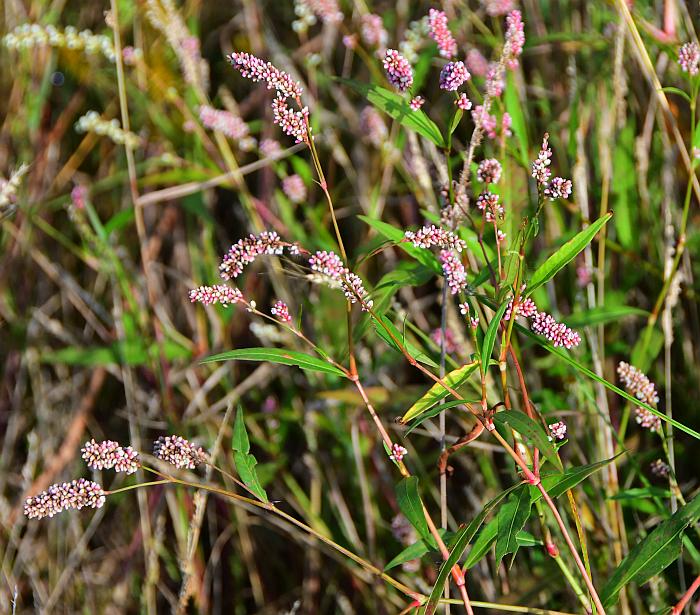 Persicaria_maculosa_plant.jpg