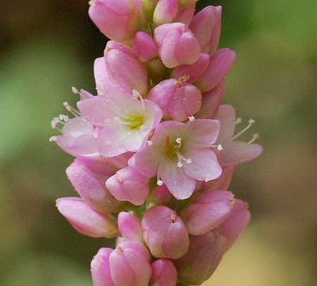 Persicaria_pensylvanica_flower2.jpg