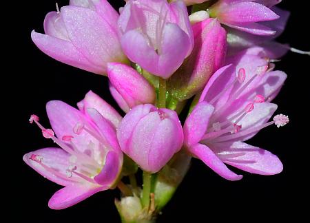 Persicaria_pensylvanica_flowers.jpg