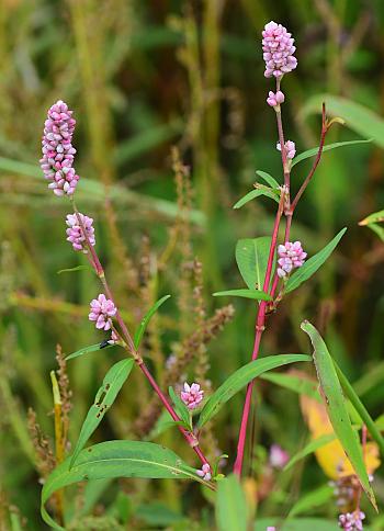 Persicaria_pensylvanica_inflorescence.jpg