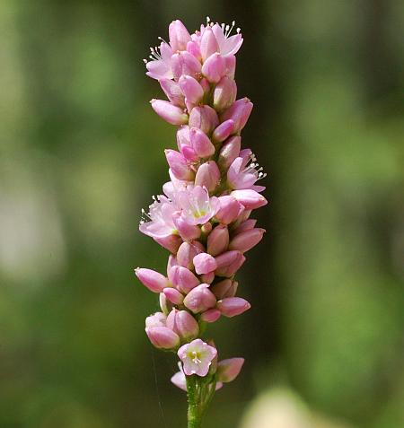 Persicaria_pensylvanica_inflorescence2.jpg