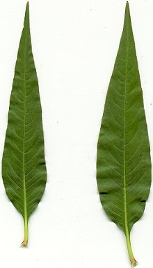 Persicaria_pensylvanica_leaves.jpg