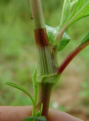 Persicaria_pensylvanica_ocrea.jpg