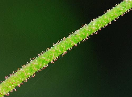 Persicaria_pensylvanica_peduncle2.jpg