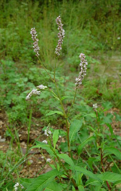 Persicaria_pensylvanica_plant.jpg