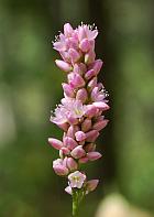 Persicaria pensylvanica thumbnail