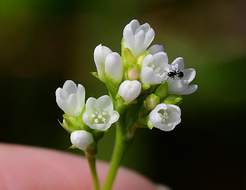 Persicaria_sagittata_flowers.jpg