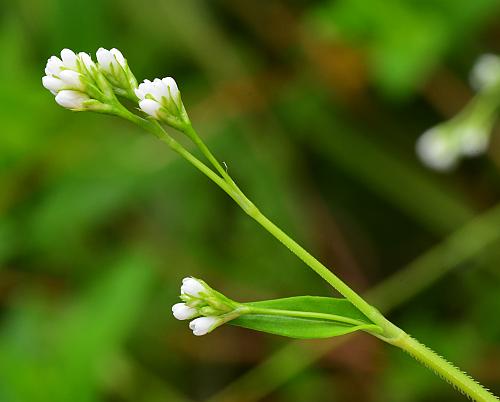 Persicaria_sagittata_inflorescence.jpg