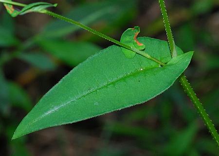 Persicaria_sagittata_leaf1.jpg