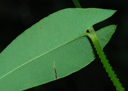 Persicaria_sagittata_leaf2.jpg