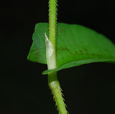 Persicaria_sagittata_stem.jpg