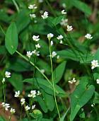 Persicaria sagittata thumbnail