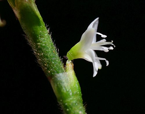 Persicaria_virginiana_flower.jpg