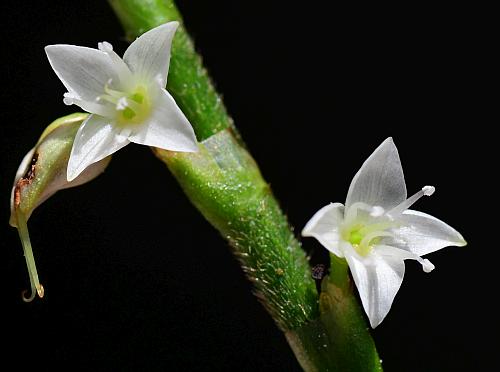 Persicaria_virginiana_flowers.jpg