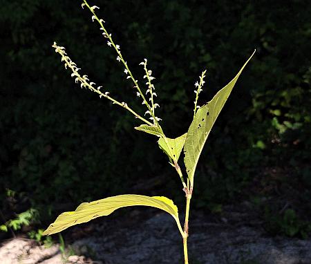 Persicaria_virginiana_habit.jpg