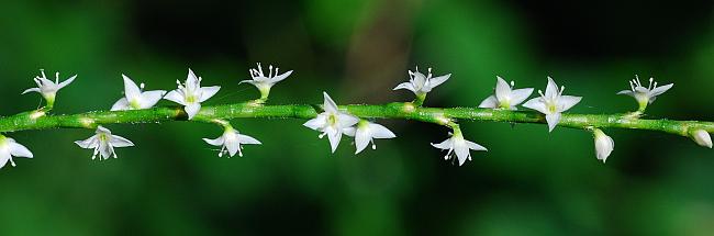 Persicaria_virginiana_inflorescence2.jpg