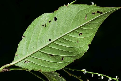 Persicaria_virginiana_leaf2.jpg